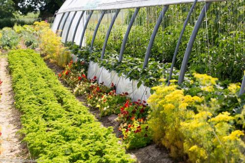 Condurași - capcane pentru dăunători și flori de umbelifere pentru atragerea în solar a polenizatorilor