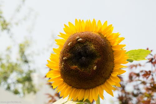 Floarea soarelui, magnet pentru albine