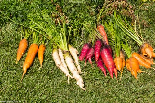 Morcovi diferite culori recoltati din gradina 